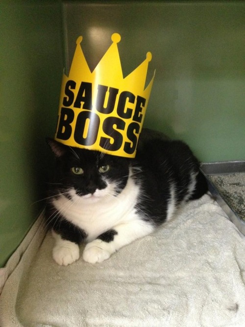 catsamazing:We just got a new boss at work today.