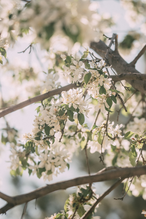 rhiannatruexx: apple blossoms