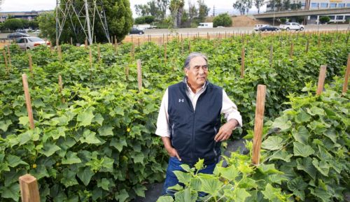 Commercial farming…in your subdivision?“A.G. Kawamura specializes in growing fruit and vegeta