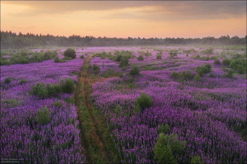 my-russia: Field of willowherb or fireweed, which is known in Russia as Ivan-chaiPhoto: Pe