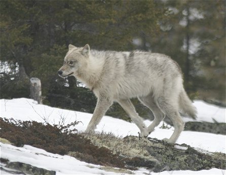 Gray wolf subspecies