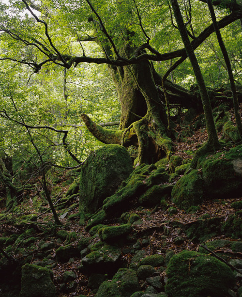 uulemnts:  nordic-nature: Mononoke forest by Reza Bassiri on Flickr.