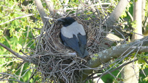 Серая ворона (Corvus cornix).часть 2