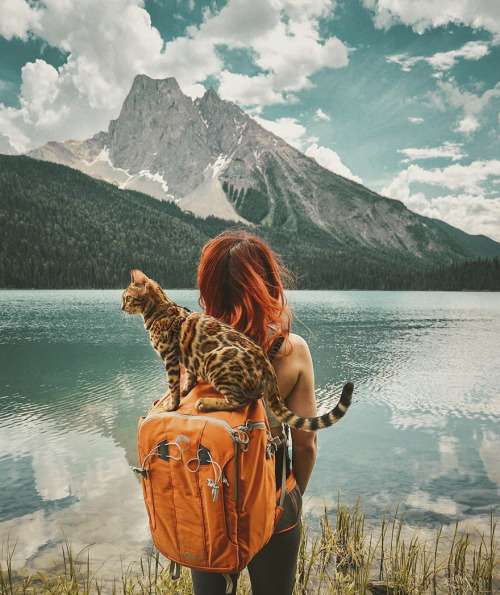 landscape-photo-graphy: Beautiful Bengal Cat Suki Adds Magic With Her Dazzling Sea Blue Eyes Against