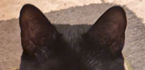 Pink & Black Toe Beans, Black Paws, Black & Pink Ears, Black Tail, Gold Eyes, These Were The Ingredients