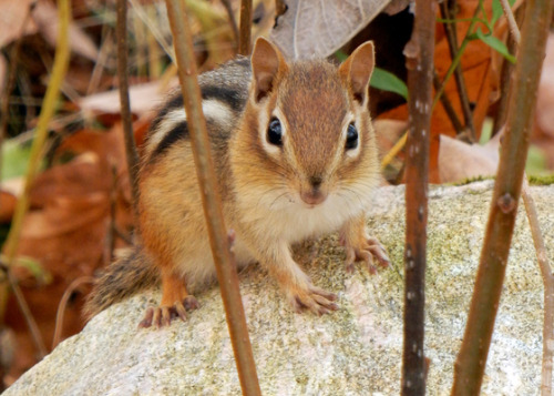 sitting-on-me-bum:A curious Eastern Chipmunk (Tamias striatus﻿) takes time out from foraging to watc