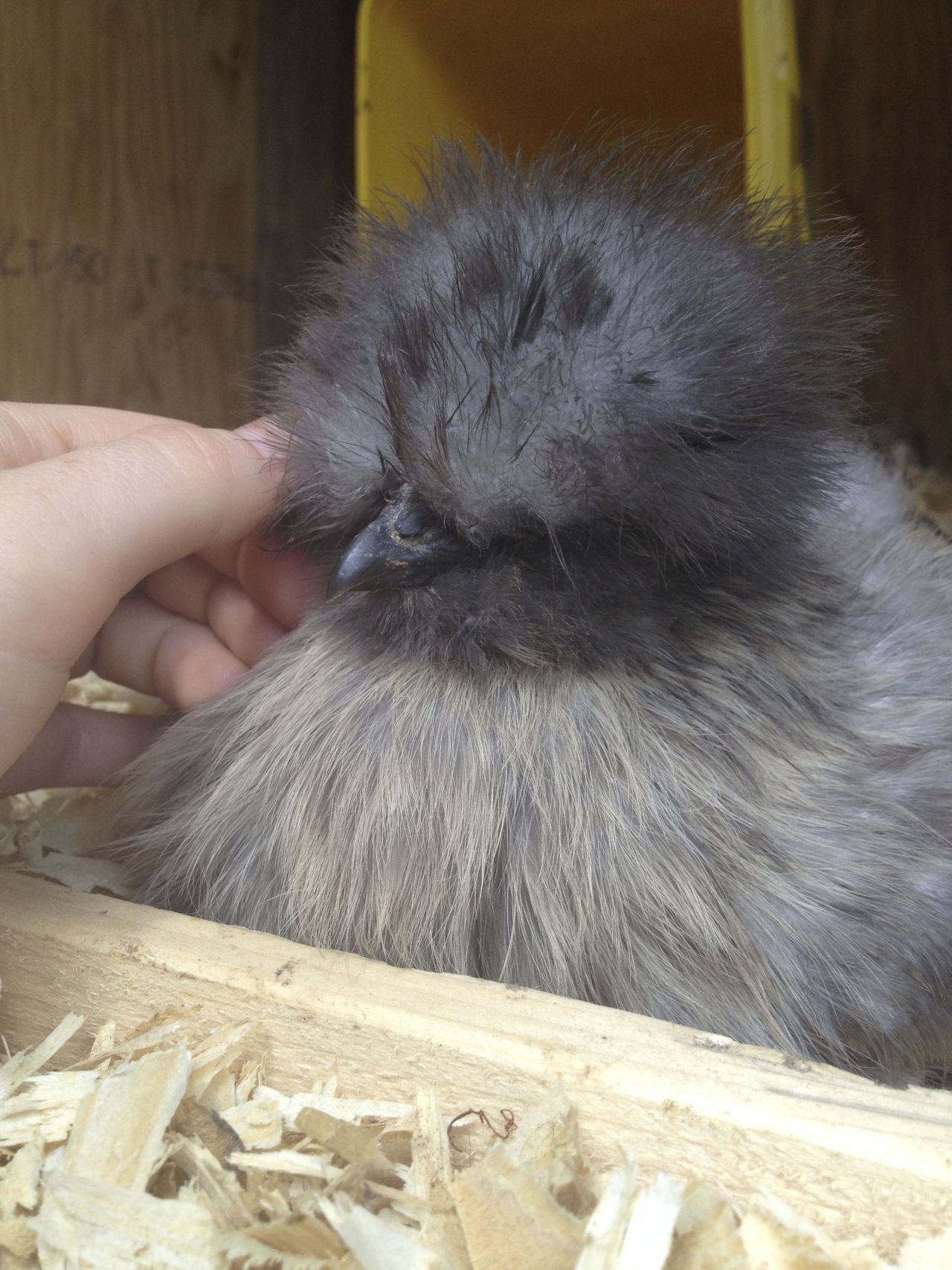 mothbug:  one of my chickens consistently lays ridiculous eggs and it’s the best