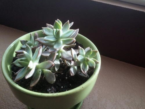 plantare:I’m so happy