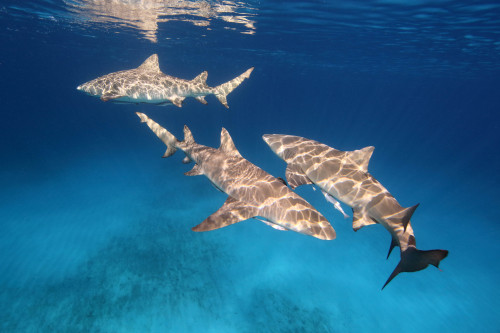 Negaprion brevirostris - Lemon sharks by PaoloLora