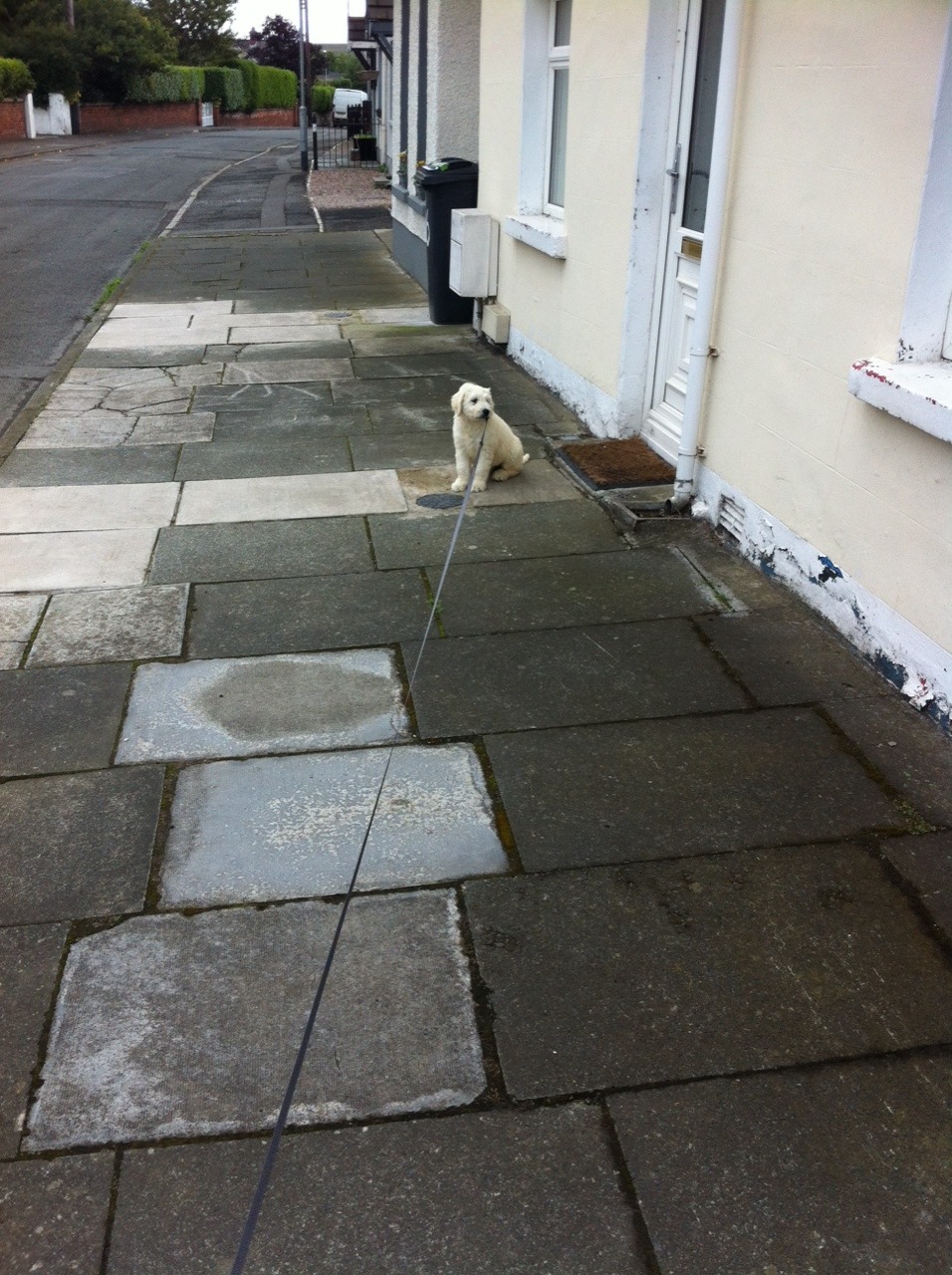 tonypulisfanclub:  &ldquo;Walking&rdquo; the dog