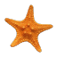siphonophoraes