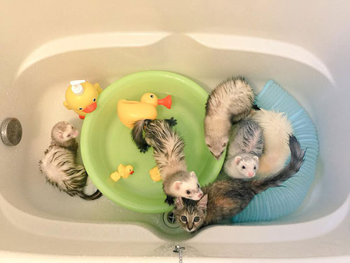ravi-0-li:  thewifeofpapyrus:  ancientfinnishgoddess:  haveahiddles:  awesome-picz:    Rescue Kitten Adopted By 5 Ferrets Thinks It’s A Ferret Too    Well ferrets are basically a cross between a cat and a friendly snake… so not a big reach there.