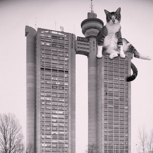 nevver:Cats of Brutalism (because) © 