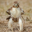 birdofpreyandpettiness
