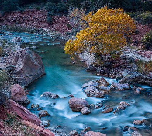 Virgin River Cottonwood - Zion in Autumn by Steve Sieren Photography on Flickr.