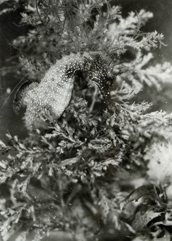 grigiabot: Laure Albin-Guillot   Hippocampe dans les algues , um 1930