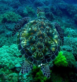 sixpenceee: This turtle’s shell looks like a fireworks display. (Source)