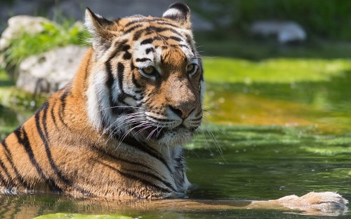 Tiger in water http://wallbase.cc/search/tag:8596