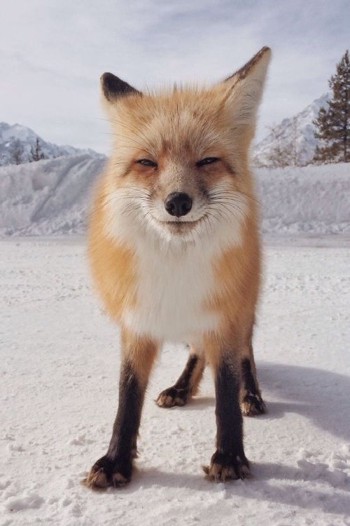Porn photo wolverxne:  Red Fox | by: { moneal }  