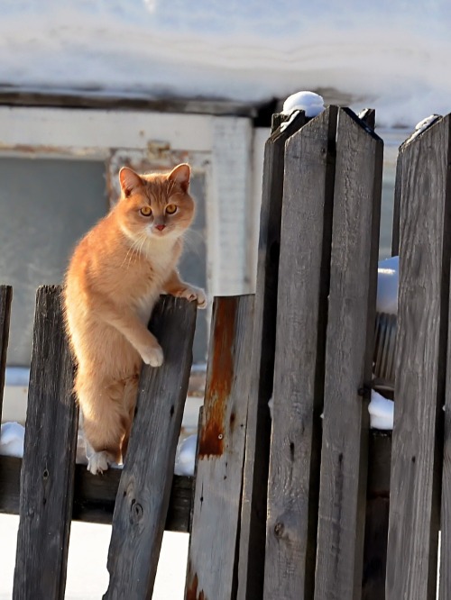 mostlycatsmostly:  (via mv12345) 