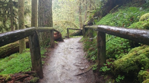 yogiashlyn:Path to Cougar Hot Springs, Oregon