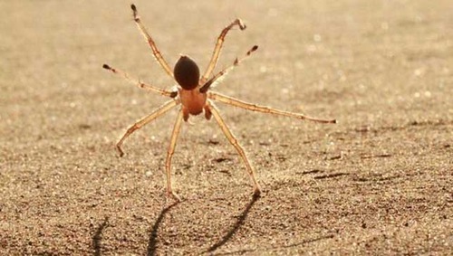 imnotaustinpowers:  queenbeereginageorge:  thingsofthewild:  ftcreature:  The Featured Creature: They See Me Rollin’: New Cartwheeling Flic-flac Spider Discovered Not much is known about their biology or ecology, except that they’re really freakin’