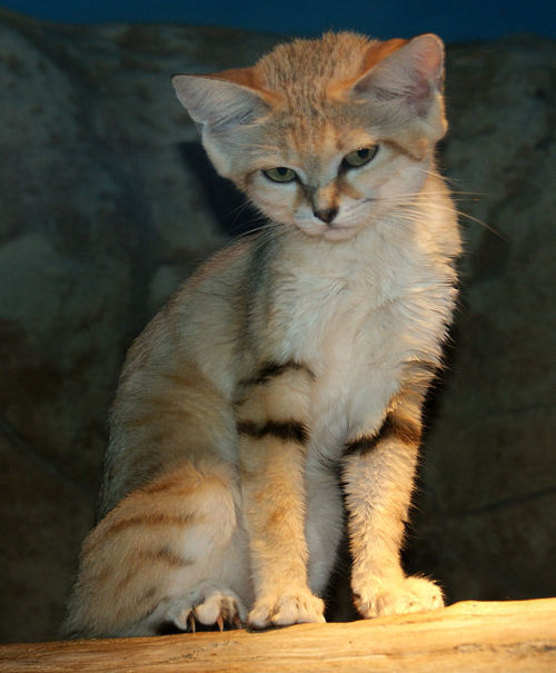 sixpenceee:  Sand CatA small, fierce predator, the sand cat is roughly the size of a domestic  cat, weighing up to 7 pounds. The species has a pale coat with dark  stripes on the tail and legs. Long hairs extending from the ears protect  the animal’s