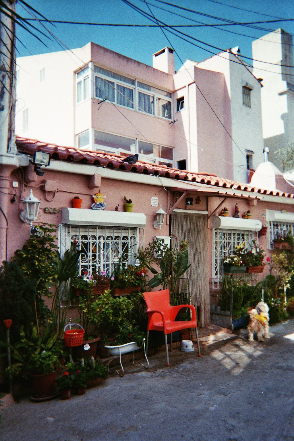 Barking Dog Lisbon Portugal Tumblr Pics