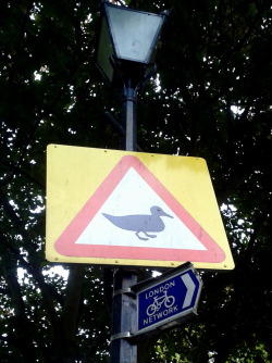 londoncatsnstuff:  Caution! Ducks.