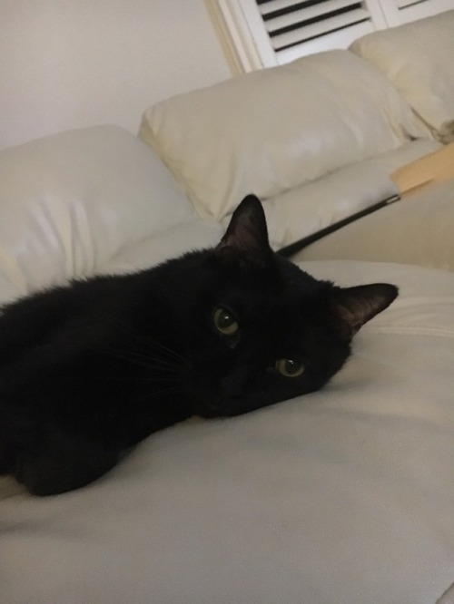 fivedayslater:Apparently it’s Black Cat Appreciation Day so everyone appreciate Salem he Deser