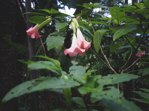 maeblr: Rainforest vibes are amazing.  The weather is cool in humid Malaysia & there was a surp