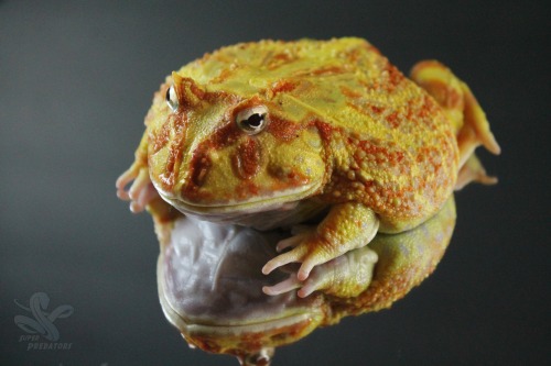 superpredatorsexoticreptiles: Albino Pacman (no name yet) and Lima Bean the Green Pacman