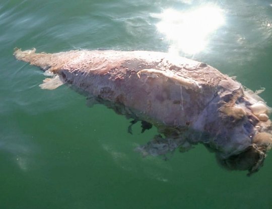 There are just 10 vaquita porpoises left in the world