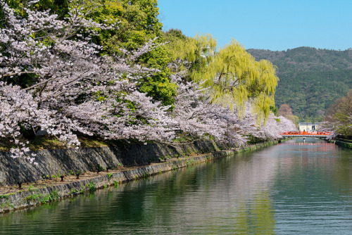 平安神宮・岡崎の春 ／ Heian-jingu Shrine in Spring by Active-U on Flickr.