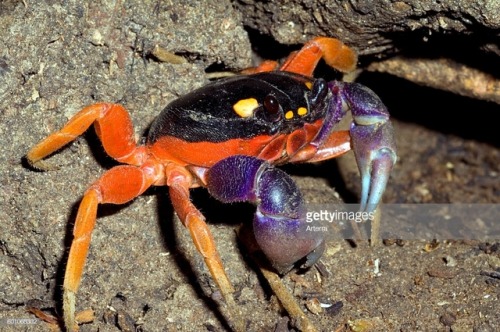 end0skeletal:The Halloween moon crab (Gecarcinus quadratus) is a largely herbivorous species of crab