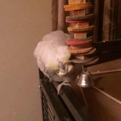 hankthebird:  When you want scritches but don’t want them from a human