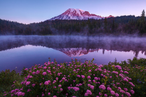 drxgonfly:  Ethereal Bloom Mt. Rainier, Washington (by Alan Howe)  Knew what this was before I saw the caption ❤️😍