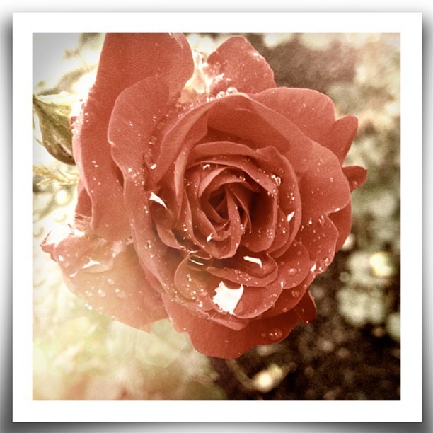 #roses#rose#flower#nature #love#beautiful#land#like #summer#frame#frames #sun#tree#photo #photograph #photography