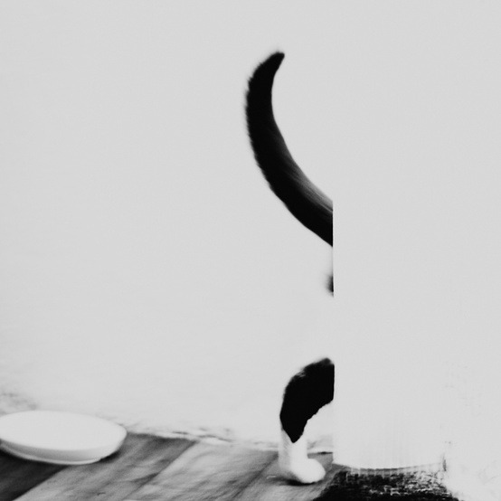 zoeblancsec:  wasbella102:  The Cat by Marcin Starosta Talk to the Tail  ❤ 