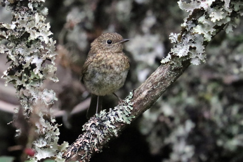 A juvenile European robin/rödhake photographed at the Koppången Nature Reserve in Dalarna, Sweden.