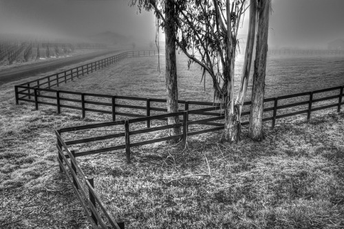 Don’t Fence Me In B/W by dred707