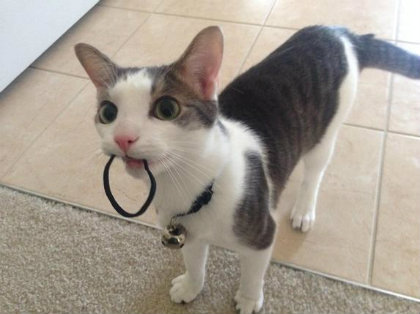thecutestofthecute:  jaclcfrost:  i hope that, wherever my hair ties go, they’re