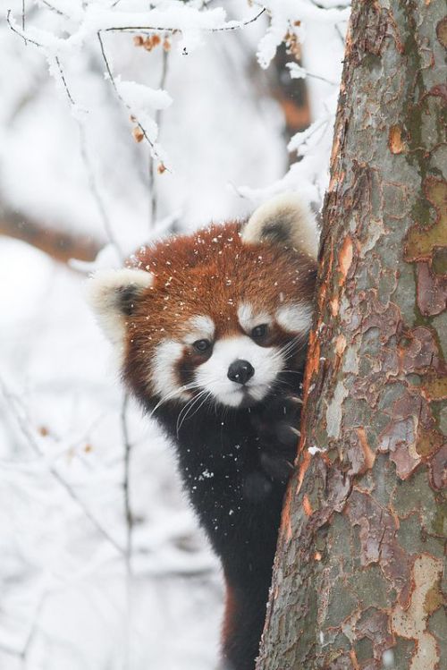 nightmareofcat: fullmetalkarneval13: lethal-corruption: wildlife-experience: Red Pandas Time!!! Pabu