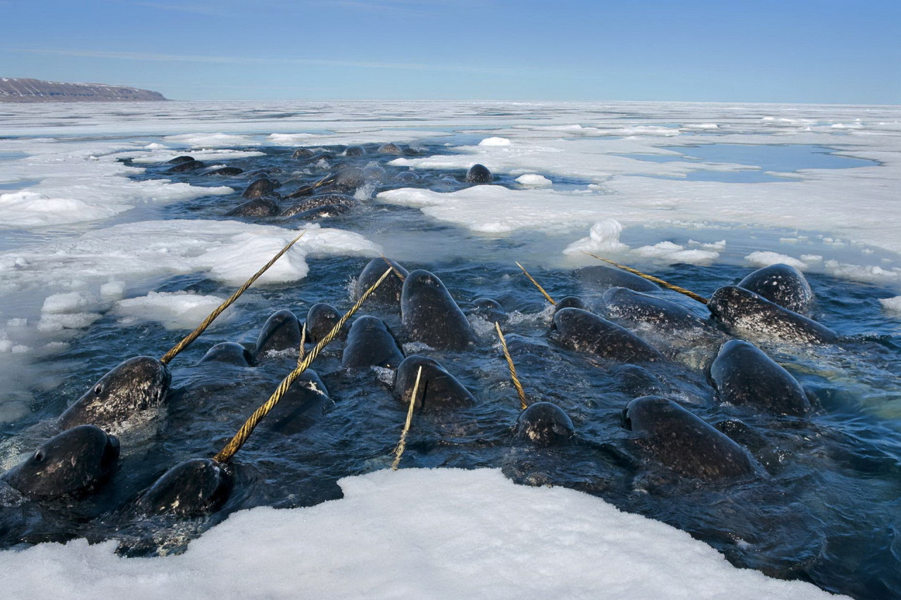 nubbsgalore:photos by paul nicklen for national geogrphic, who explains: “i