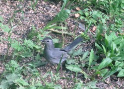 todaysbird:fibrochemist:mizjoely:BIRD SIDE OF TUMBLR(Is there a bird side?) Anyway, can anyone identify this bird for me? I live in the Albany area of upstate NY and this bird is about the size of a robin. It’s the only one I’ve ever seen