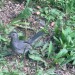 todaysbird:fibrochemist:mizjoely:BIRD SIDE OF TUMBLR(Is there a bird side?) Anyway, can anyone identify this bird for me? I live in the Albany area of upstate NY and this bird is about the size of a robin. It’s the only one I’ve ever seen