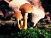 Shroomin' Pod Person