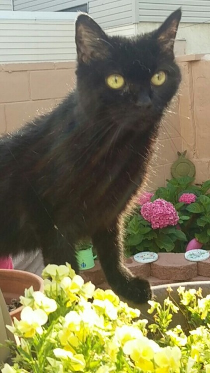 my black cat cleo, who is 16 years young, hanging in the backyard :)(submitted by @spottedflowers)