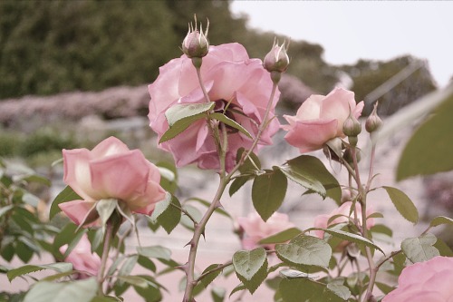 nohopeonmondays:Roses of the winter garden
