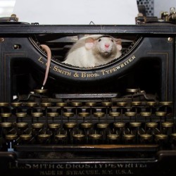 therealmartymouse:  If I typy on the keys,